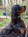 Setter Gordon OL'BLACK DES PRALINES D'AUBEJOUX