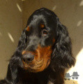 Setter Gordon SOUINET DES PRALINES D'AUBEJOUX