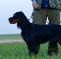 Setter Gordon ALMA DE BIASKA