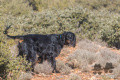 Setter Gordon PEEWEE DU VALLON DES BECASSES